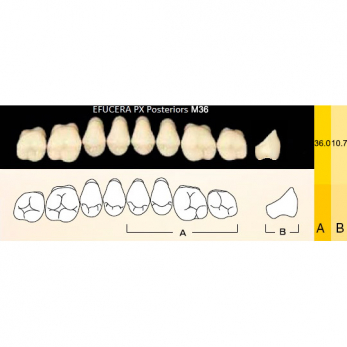 Efucera PX Posteriors зубы композитные трёхслойные, боковые верхние, фасон M36, цвет A2, 8 шт.
