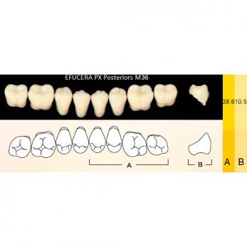 Efucera PX Posteriors зубы композитные трёхслойные, боковые нижние, фасон M36, цвет B2, 8 шт.