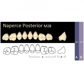 Naperce Posterior зубы акриловые двухслойные, боковые верхние, фасон M28, цвет A3, 8 шт.