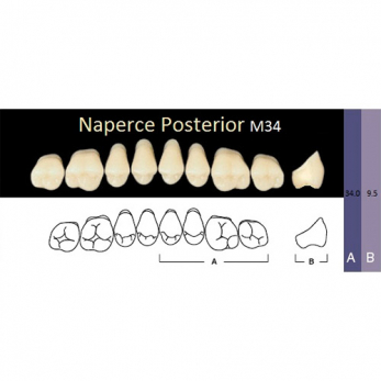 Naperce Posterior зубы акриловые двухслойные, боковые верхние, фасон M34, цвет W05, 8 шт.