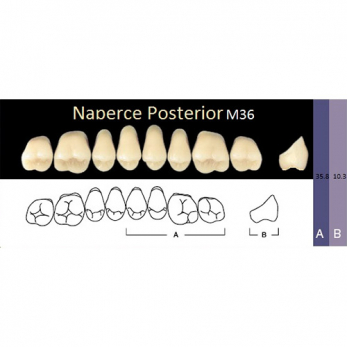 Naperce Posterior зубы акриловые двухслойные, боковые верхние, фасон M36, цвет С3, 8 шт.