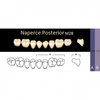 Naperce Posterior зубы акриловые двухслойные, боковые нижние, фасон M28, цвет С2, 8 шт.
