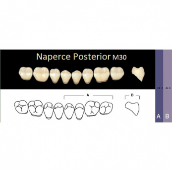 Naperce Posterior зубы акриловые двухслойные, боковые нижние, фасон M30, цвет С1, 8 шт.