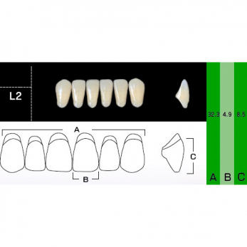 New Ace Anterior зубы акриловые двухслойные, фронтальные нижние, фасон L2, цвет A1, 6 шт.