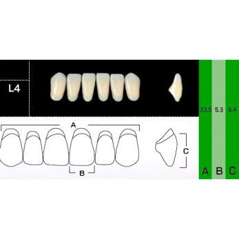 New Ace Anterior зубы акриловые двухслойные, фронтальные нижние, фасон L4, цвет W05, 6 шт.
