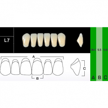 New Ace Anterior зубы акриловые двухслойные, фронтальные нижние, фасон L7, цвет C2, 6 шт.