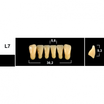 Tribos зубы акриловые, фронтальные нижние, фасон L7, цвет B1, 6 шт.